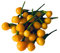 10 Aji Charapita Hot Pepper Samen, C frutescens: Only Seeds