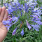 Haloppe 100 Stücke Agapanthus Blumen Pflanzen Samen für Hausgarten Pflanzen, Agapanthus Samen Blumen Bonsai Samen für Garten Agapanthus-Samen