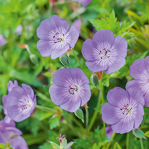 Geranium Plants. 'Rozanne'. Hardy Variety That Blooms prolifically in Early Summer. 1L Plant. Available from Bedwen Plants