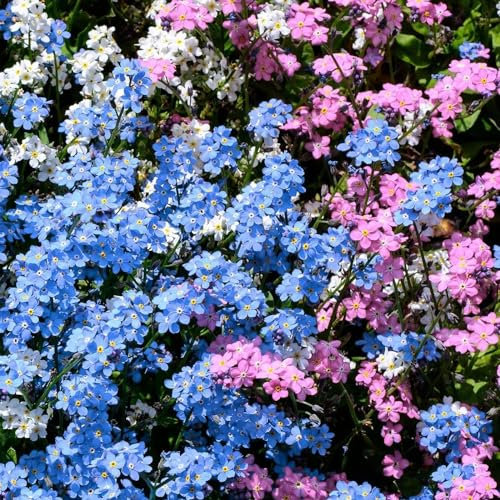 3000+ Stück Mix Vergissmeinnicht Samen für Pflanzung, Heirloom Non-GMO Blumensamen für Haus Garten Hof Bodendecker, Blau, Weiß, Rosa