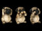 DREI weise Mops-Figuren - Nichts böses, hören, Sagen, sehen | witzige Tier-Figur, Deko-Figur, Deko-Artikel, Skulptur, Statue, H 8-8,5 cm