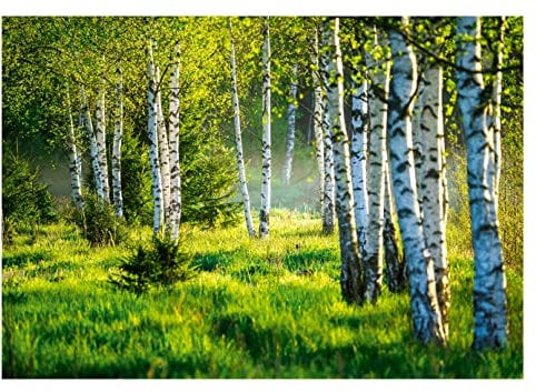 WallArena - Vlies Fototapete Birkenwald Wald Birken Sonne Natur 3D EFFEKT 254x184 cm - Fototapeten - Tapeten - für Wohnzimmer Schlafzimmer - Vliestapete Wandtapete Tapete 3D Effekt- inkl. Kleister