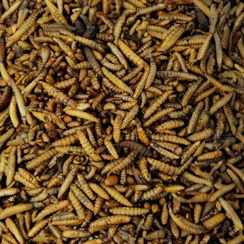 Soldatenfliegenlarven getrocknet wie Mehlwürmer Hermetia, für Vögel, Hühner, Igel, Reptilien, Fische (5 kg)