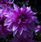 Dahlienknolle : Dahlia - Dahlie Schmuckdahlie  Babylon Lila  1 Knolle/Rhizom