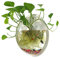 Sweetsea Hanging Wall Mounted 1 Gallon Fish Tank Bowl Aquarium Wall Decor Plant Fish Bubble - Clear (Large)