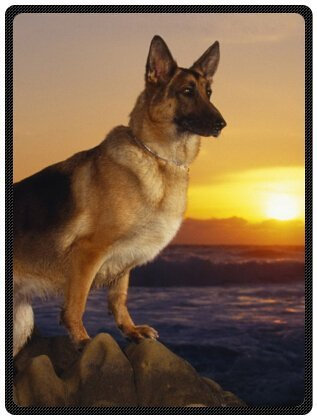 YISUMEI - 100 x 150 cm Decke - Netter Haustier Schäferhund Hund Fleecedecke,Kaschmir-Gefühl Kuscheldecke Geeignet für Bett oder Sofa