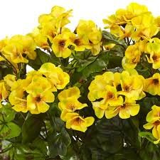 Neue frische 20 Stück Geranien Amarillo Blumensamen