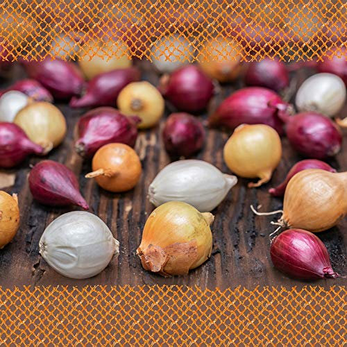 FLORTUS Wintersteckzwiebel Disco-Mix | 250 g | Steckzwiebeln für den Anbau gelbe, weiße und rote Zwiebeln | Ideal für den Garten und das Hochbeet | Wintergemüse | Herbst Saatgut