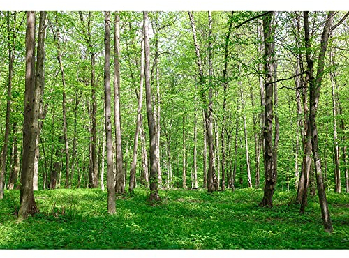 Aoihrraan 3x2m Bosque Paisaje Fondo Verde Maderas Pastizales Naturaleza Paisaje Fotografía Fondo Verano Vacaciones Viajes Camping Vacaciones Fiesta Boda Retrato Fondos De Pantalla Foto Accesorios