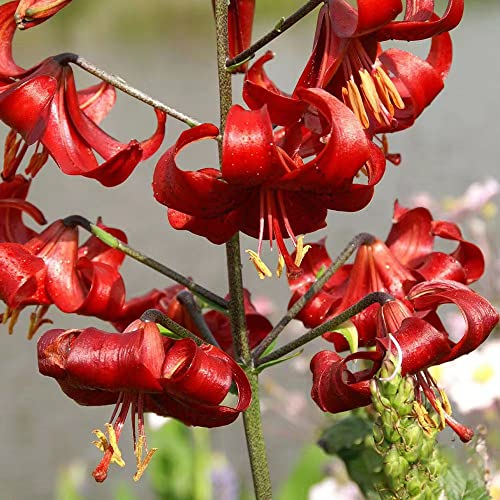 10 Stück lilien zwiebeln winterhart mehrjährig Hydroponik - Seltene Pflanzen serie - frühlingsblumen zwiebeln garten geschenke für männer blumenzwiebel kräutergarten geschenk