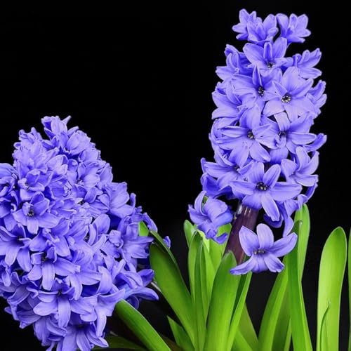 Bulbos De Jacinto, Flores Fragantes, Jacinto, Planta Bulbosa, Perenne Resistente,JardíN, Fragante, DecoracióN De Habitaciones-2bulbos-B