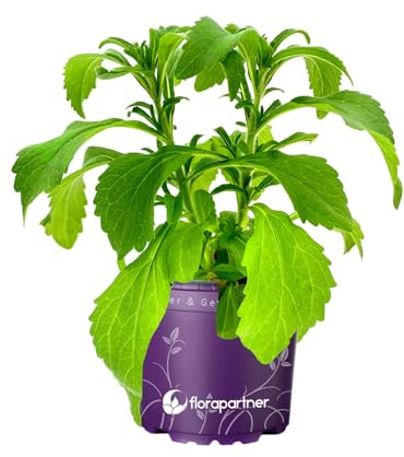 Stevia Pflanze Stevia rebaudiana Süßkraut Kräuterpflanzen