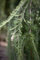 Larix kaempferi 'Stiff Weeper' 100 cm - Japanische Lärche, hängende Krone, ideal für Solitärstellung, winterhart, pflegeleicht