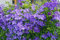 Portal Cool Grande fioritura Plug vigorosa pianta rampicante Clematis 'Jackmanii' Arbusto:SEEDS