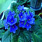 100Pcs Mischfarbe Mini Violet Samen, Usambaraveilchen Samen, Mini-Garten-Anlagen violette Blumen Staude Matthiola Incana Seed 15