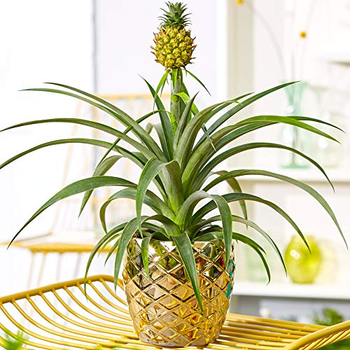 1 x Wunderschöner Ananas comosus Amigo | Immergrüne Ananaspflanze | 35-45cm Topf