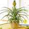 1 x Wunderschöner Ananas comosus Amigo | Immergrüne Ananaspflanze | 35-45cm Topf