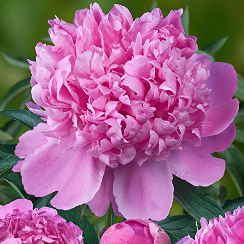 Pfingstrose Purple Passion (1 Wurzel), große Päonien Hybride, Winterharte mehrjährige Staude, Pflanzen aus Holland für Garten und Topf (kein Samen, Zwiebeln und nicht künstlich)