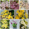 500 Pcs Dendrobium Orchideen Samen, Geschenke Für Gärtner, Frühlingsblumen, Garten Blumen (Dendrobium Nobile) Dachbegrünung Bodendecker Pflanzen Winterhart Pflanzen Geschenk, Wildblumensamen