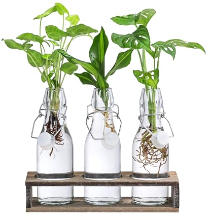 Dehner Waterplant Set, Wasserpflanzen in Flaschen, 3-teilig, je 1x Monstera adansonii, Purpurtute Snow White, Drachenbaum Burley, je ca. 28 cm, Zimmerpflanze
