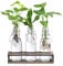 Dehner Waterplant Set, Wasserpflanzen in Flaschen, 3-teilig, je 1x Monstera adansonii, Purpurtute Snow White, Drachenbaum Burley, je ca. 28 cm, Zimmerpflanze