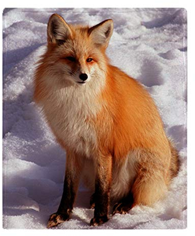 YISUMEI Decke Roter Fuchs Kuscheldecken Weich Flanell Fleecedecke Bettüberwurf(150x200cm)