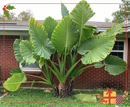 Oreja de elefante/alocasia,perenne,Adaptable,colocasia magic,Resistente al frío,Puro amor.-3Rizomas-L