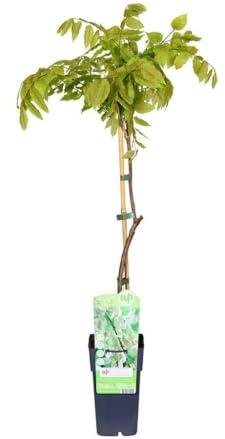 Garden Center Shop | Plantas Trepadoras Naturales | Bignonia, Wisteria, Jazmín Estrella, Madreselva, Passiflora, Hiedra (Wisteria Clara Mack)