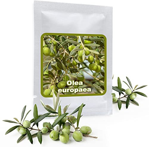 Olive Tree 10 pcs Seeds (Olea Europaea) - cultivable as Bonsai or Tree