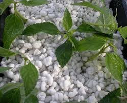 Meduim perlite p35 - for gardening, horticulture, building ,pets ,soil improver , growing plants , seeds and cuttings - (100 Litre Bag)