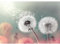 Runa Art Fototapete Pusteblumen 352 x 250 cm Vlies Tapeten XXL Moderne Wandtapete Wohnzimmer Schlafzimmer Bunt 9459011b