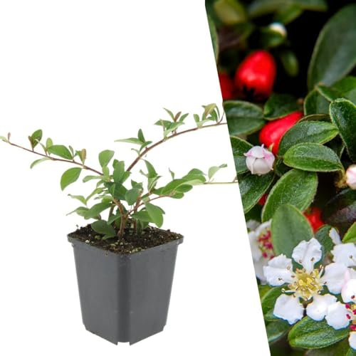 Plants by Frank Cotoneaster Dammeri Major, 48 Stück, Ø 9 cm | Teppichmispel Pflanzen, Bodendecker Winterhart Mehrjährig, Stauden, Immergrün, Gartenpflanzen, Topf 9 cm, Höhe: 15 cm