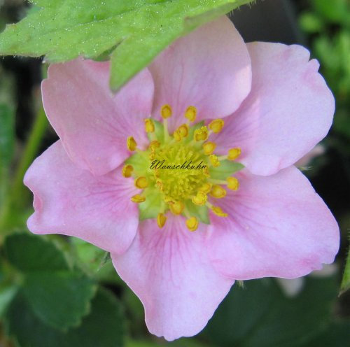 Staudenkulturen Wauschkuhn Fragaria vesca 'Rosea' - Erdbeere - Staude im 9cm Topf