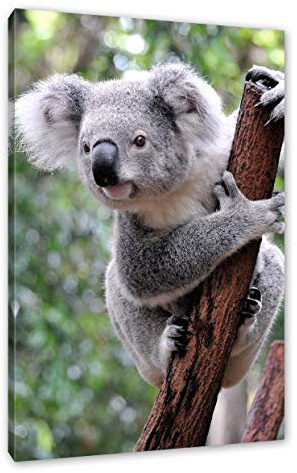 Pixxprint Neugieriger Koala an Baumstamm, Größe: 60x40cm, Leinwandbild, fertig gespannt, Wandbild, Dekoration, Kunstdruck, kein Poster