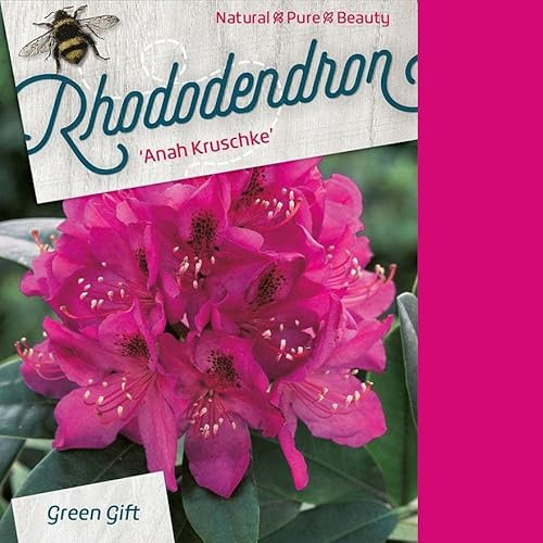 Rhododendron 'Anah Krusche' 40-50 cm pot | Arbuste persistant, grandes fleurs mauves, idéal massif & sous-bois