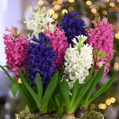 Hyacinth Value Pagoda Mix - Exotic Blooms and Enchanting Fragrance - Pack of 25 Bulbs by Thompson and Morgan