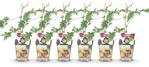 GreenboutiQ - Obstpflanzen - Immergrüne Brombeere - Rubus Thornless Evergreen - Winterhart - 6 Pflanzen - Topf 9 cm - Schwarze Brombeere