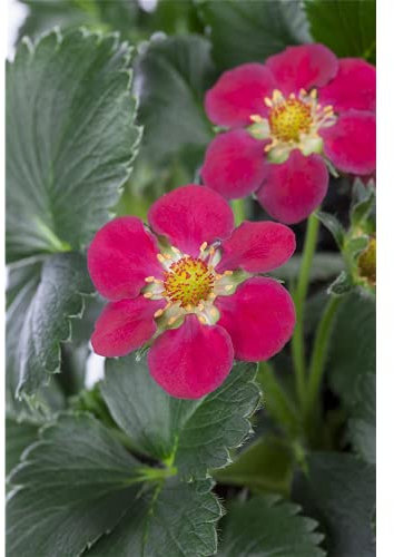Fragola Fragoo® Toscana – Fragaria x anananassa, pianta di fragole in vaso 11 cm in qualità giardiniere di fiori cinghiale – 11 cm