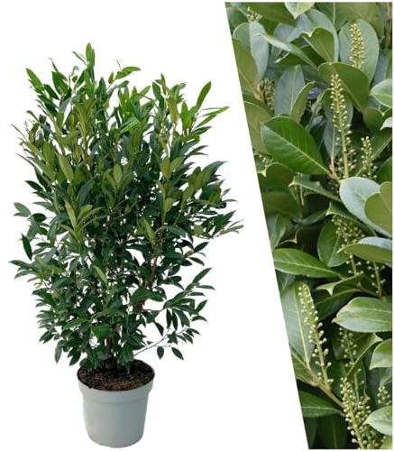 Plants by Frank | 20 Extra Große Kirschlorbeer Pflanzen Herbergii für 10 laufende Meter Hecken | ↨ 125-150 cm im 15 Liter Topf | Prunus Herbergii | Heckenpflanzen |Sichtschutz garten| Lorbeer Pflanze