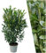 Plants by Frank | 20 Extra Große Kirschlorbeer Pflanzen Herbergii für 10 laufende Meter Hecken | ↨ 125-150 cm im 15 Liter Topf | Prunus Herbergii | Heckenpflanzen |Sichtschutz garten| Lorbeer Pflanze