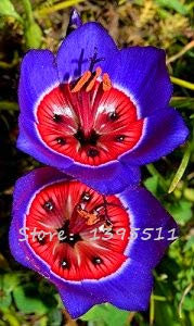 24 colori 50 pezzi/pacco fiore viola del pensiero viola ondulato viola tricolore fiore pianta in vaso fai da te a casa & amp; giardino: 4