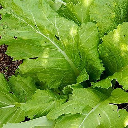 Florida Broadleaf Mustard Seeds - 100 Count Seed Pack - a Fast Growing Green, Making it Great for Spring and Fall Eating. - Country Creek LLC