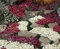 100 Samen von Alyssum Wonderland Mix Bodendecker