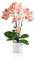 PASCH® Orchideen künstlich in Hochglanz-Keramiktöpfen (46cm) | Kunstblumen im Topf | Kunstblumen wie echt | künstliche Orchideen im Topf | künstliche Blumen im Topf (Hellrosa)