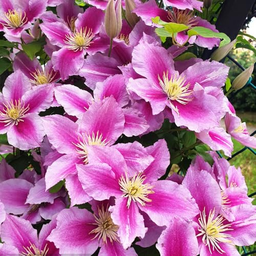 2 pcs Clematis Zwiebeln - frühlingsblumen zwiebeln Clematis florida - Klematis - winterharte kübelpflanzen schnittblumen blumen für balkon kletterpflanzen winterhart blumenzwiebeln