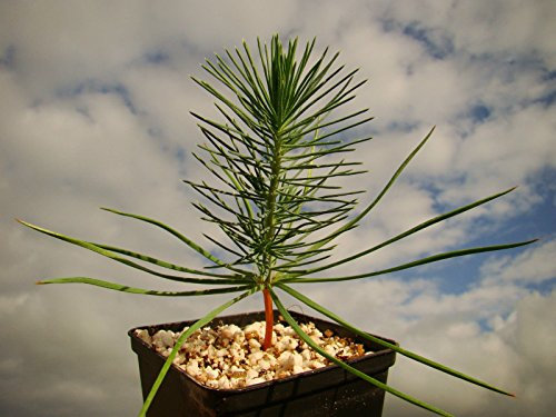 Conifer Tree Mediterranean Umbrella Pine Pinus PINEA Plant Edible Seeds, 25-30cm Starter Plants in a 7cm Pot