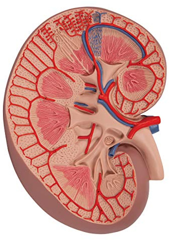 3B Scientific Menschliche Anatomie - Basis-Version Nierenschnitt, 3-fache Größe + kostenlose Anatomie App - 3B Smart Anatomy