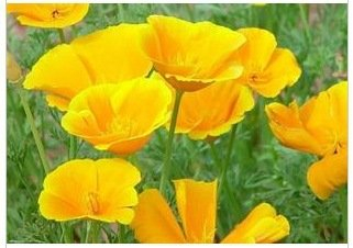 Kalifornien Mohn Kalifornischer Mohn Samen Gras Gelb 30 Korn / pack Garten Dekoration Bonsai Blumensamen