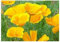 Kalifornien Mohn Kalifornischer Mohn Samen Gras Gelb 30 Korn / pack Garten Dekoration Bonsai Blumensamen