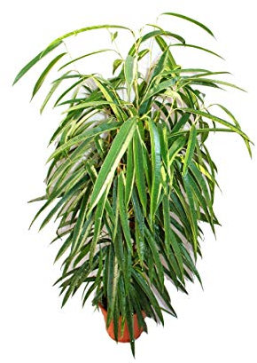 Exotenherz - Ficus binendijkii Alii - langblättrige Birkenfeige - Königssäule - 17cm Topf